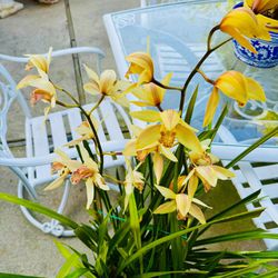 Cymbidium Yellow Orchids Plants- In Full 5 Gallon Pot …easily makes 3-4 Pots When Repot
