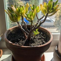 Jade Plant