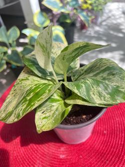 Beautiful Manjula Pothos Indoor plant