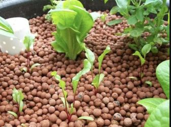 Hydroton Hydroponic Media 