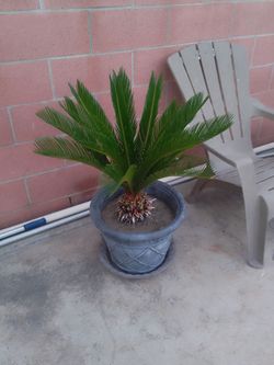 3ft by 3ft Sago Palms