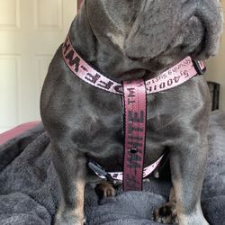 off white dog harness pink for Sale in San Diego, CA - OfferUp
