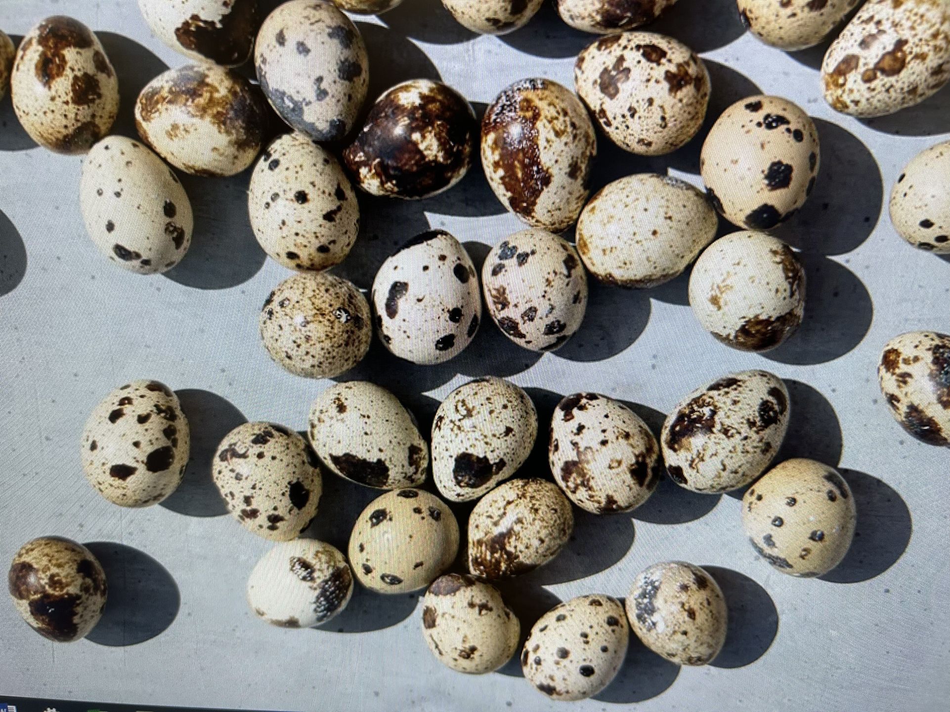 Fresh Hatching Quail Eggs