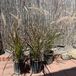 Red Fountain Grass, in Gal Pot, Each $13