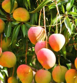 Fresh Mangoes