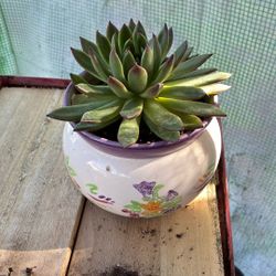 Potted Succulent 