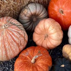 Season Pumpkins From The Holliday 