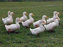 Farm Fresh DUCK EGGS