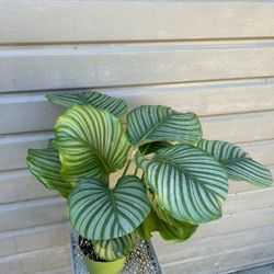 6” Big Calathea Orbifolia