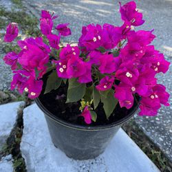 Blooming Bougenvellia in Pot  Rarer Color