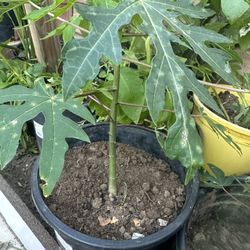Papaya 
