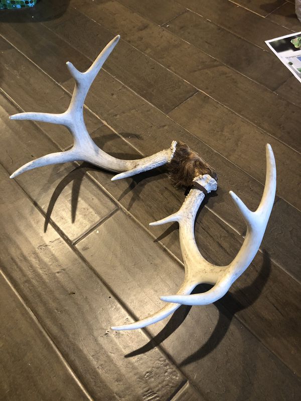 whitetail-deer-antlers-taxidermy-mounts-for-sale-and-taxidermy