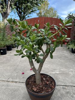 Jade Plant