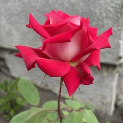 Rose Bush - A Rose Called LOVE