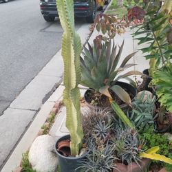 4 ft 4 in Tall Potted Variegated African Candelabra Cactus