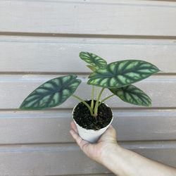 4” Dragon Scale Alocasia
