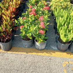 All 3 Gallon Plants..$12 Each..many Available 