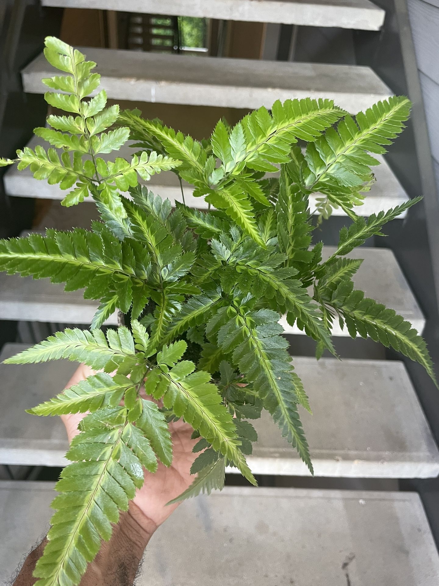 Rare East Indian Holly Fern | 4” Nursery Pot | $5 Off With Local Pickup