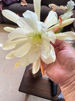 Vista Sun epiphyllum cactus  cutting