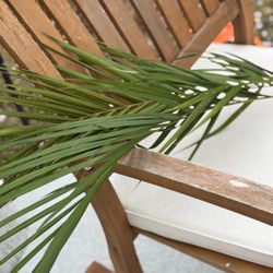 Palm Decorations- Real Healthy Foliage 