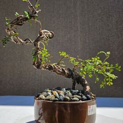 Old Operculicarya Decaryi Bonsai Tree 