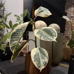 Wooden Planter With Ruby Tineke Plant 