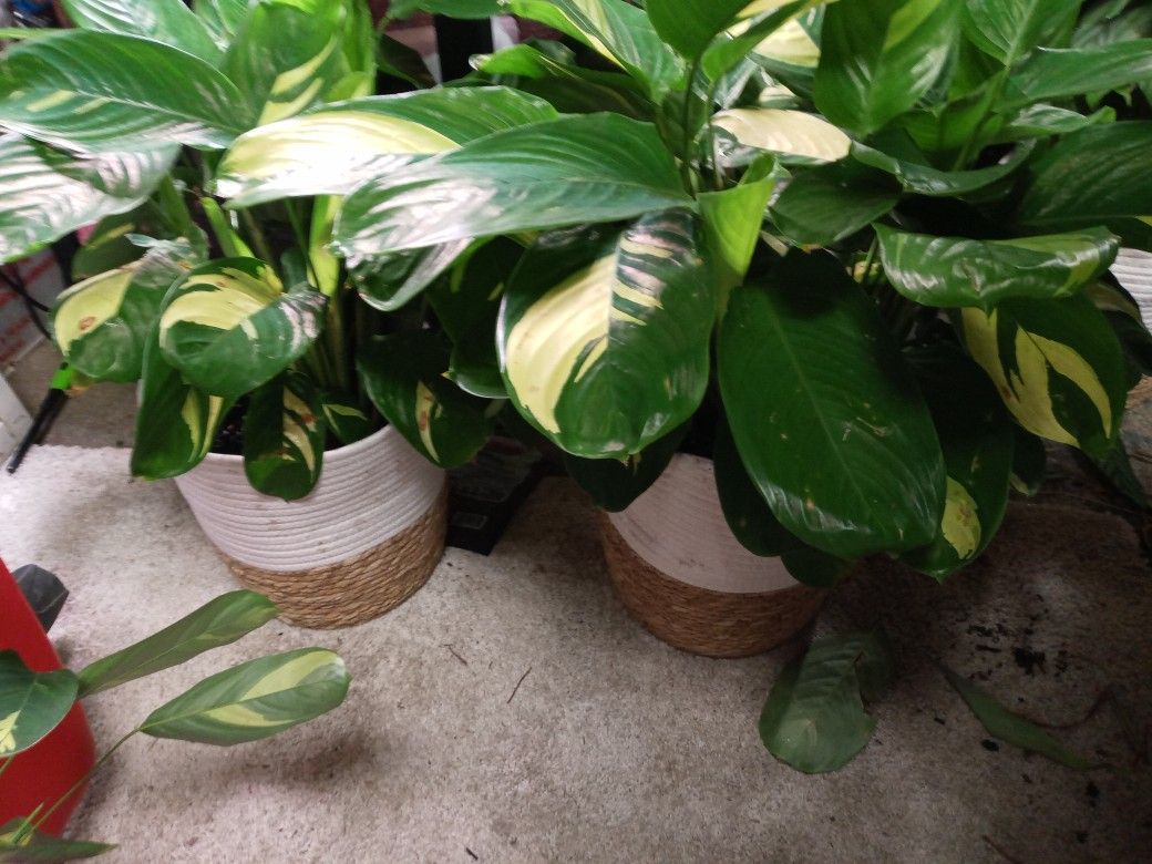 Assortment Of Large And Med House Plants Available