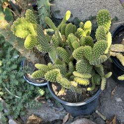Cactus