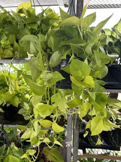 HOME PLANTS- SPECIAL PRICE NEON POTHOS