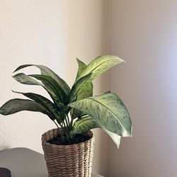 Beautiful Fake Plant