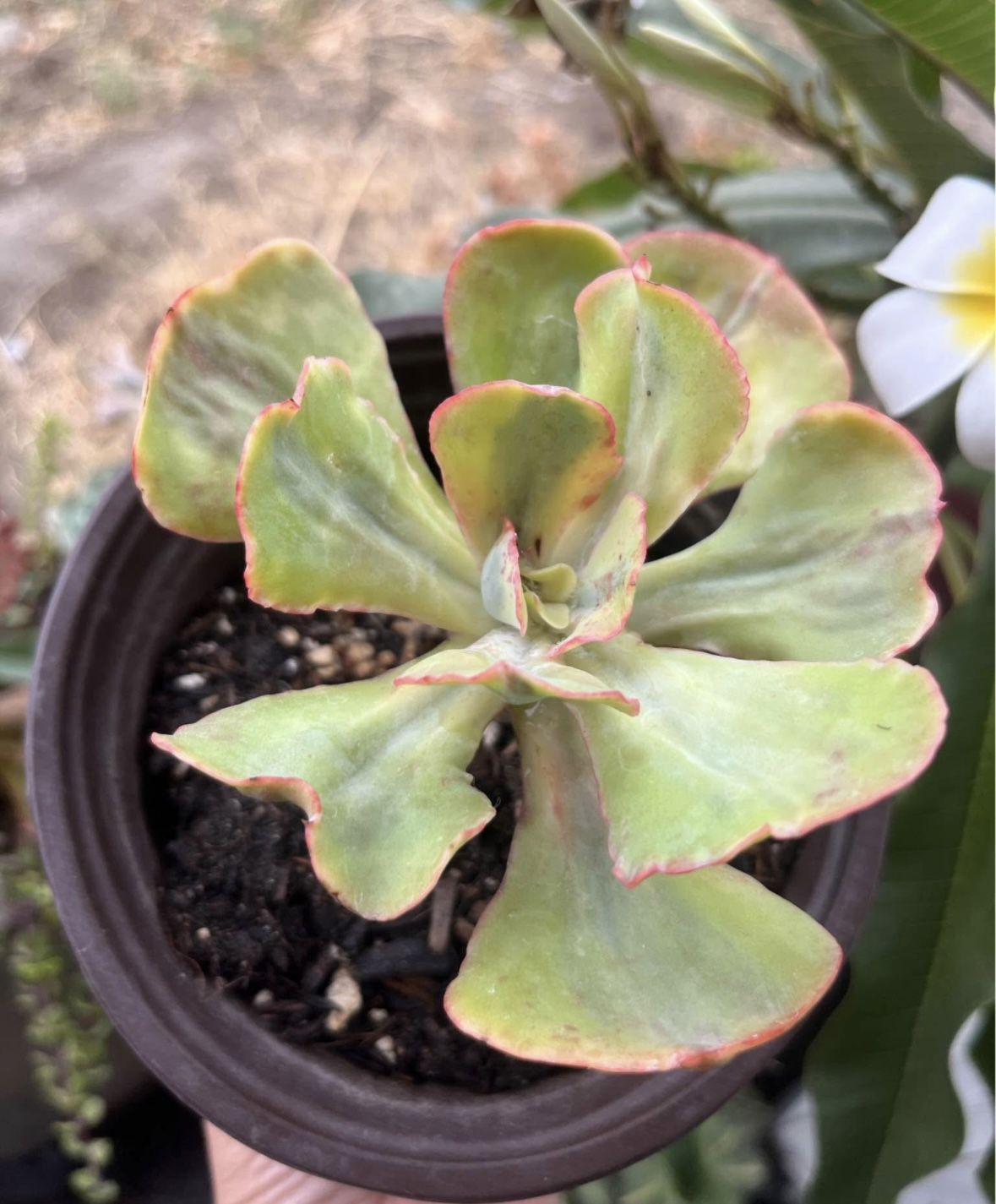 Korean Succulent 