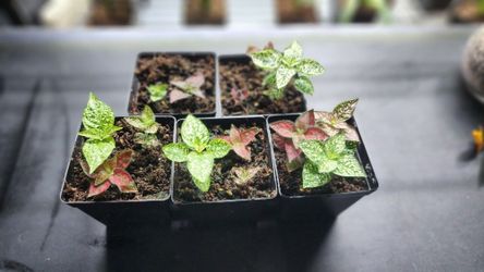 Plant - Polka Dot Plant