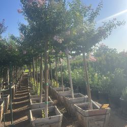 Crape Myrtle 25 Gallon 