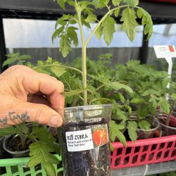 MASTER GARDENER GROWN ORGANIC TOMATO PLANTS