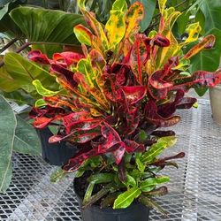 Crottons Plant In 3 Gal Plantas De Crottons En 3gal