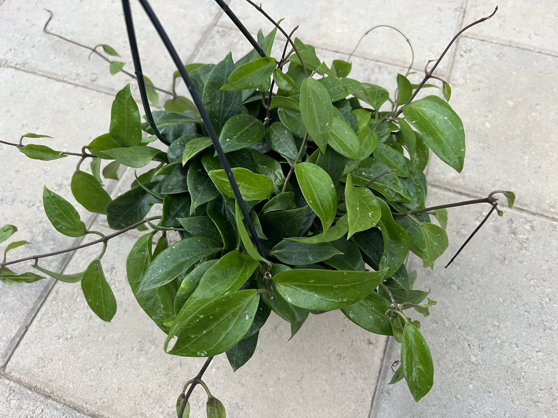Hoya Limoniaca