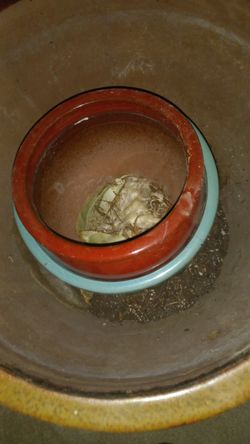 Maseteros De Varo En Vuen Estado