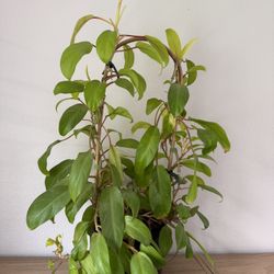 Green Goddess Philodendron