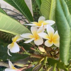 Plumeria Amarillo Con Blanco