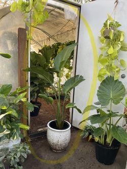 4.5ft huge leaf white bird of paradise, exact plant; ceramic pot not included;95820