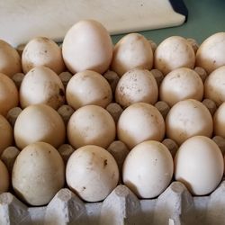 Fresh Muscovy duck eggs are available again - $10  Dozen