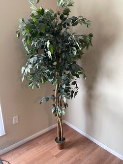 Tall Indoor Tree