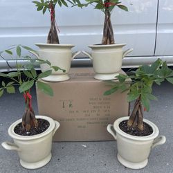 Money Tree Plants With Ceramic Pots(19” tall $25 each )