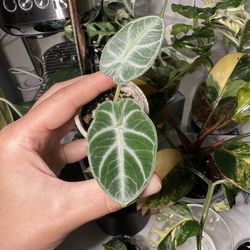 Alocasia Ninja- seedling