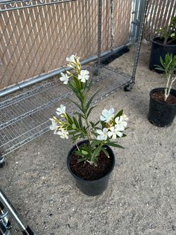 Oleander plant