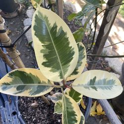 Variegated Rubber Plant/Planta de Hule Variegada
