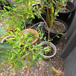 Pomegranates Plant