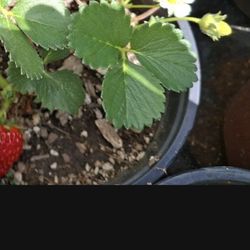 Strawberry Plants 1 Gallon (3 Plants Per Pot)