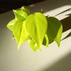 Lush Trailing Philodendron Neon Plant/ Indoor Plant/ House Plant 