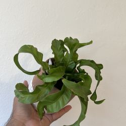 Fern Hurricane Plant 